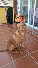 DOBBY, Hund, Podenco-Mix in Spanien - Bild 6