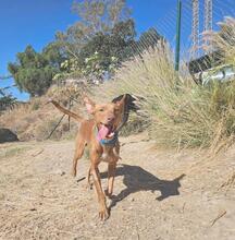 DOBBY, Hund, Podenco-Mix in Spanien - Bild 7