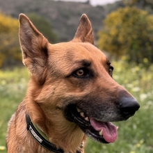 TILO, Hund, Deutscher Schäferhund-Mix in Spanien - Bild 1