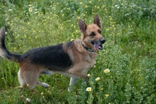 TILO, Hund, Deutscher Schäferhund-Mix in Spanien - Bild 2