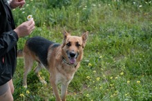 TILO, Hund, Deutscher Schäferhund-Mix in Spanien - Bild 3