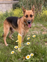 TILO, Hund, Deutscher Schäferhund-Mix in Spanien - Bild 6