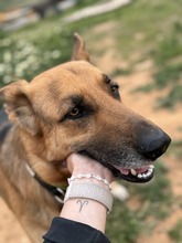 TILO, Hund, Deutscher Schäferhund-Mix in Spanien - Bild 7