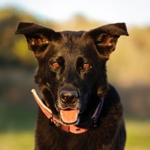 AKIRA, Hund, Deutscher Schäferhund-Mix in Spanien - Bild 1