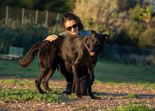 AKIRA, Hund, Deutscher Schäferhund-Mix in Spanien - Bild 2