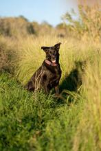 AKIRA, Hund, Deutscher Schäferhund-Mix in Spanien - Bild 3