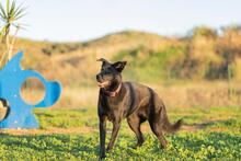 AKIRA, Hund, Deutscher Schäferhund-Mix in Spanien - Bild 4