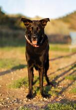 AKIRA, Hund, Deutscher Schäferhund-Mix in Spanien - Bild 5