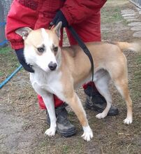 FIBOR, Hund, Shiba Inu-Mix in Ungarn - Bild 4