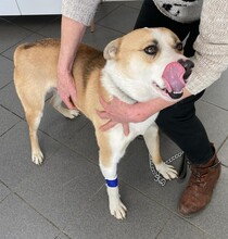 FIBOR, Hund, Shiba Inu-Mix in Ungarn - Bild 6