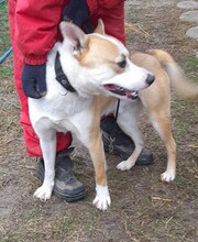 FIBOR, Hund, Shiba Inu-Mix in Ungarn - Bild 7