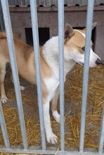 FIBOR, Hund, Shiba Inu-Mix in Ungarn - Bild 8