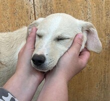 TOM, Hund, Mischlingshund in Weilburg - Bild 10