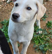 TOM, Hund, Mischlingshund in Weilburg - Bild 12