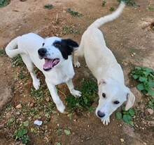 TOM, Hund, Mischlingshund in Weilburg - Bild 14