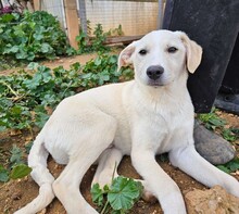 TOM, Hund, Mischlingshund in Weilburg - Bild 16