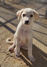 TOM, Hund, Mischlingshund in Weilburg - Bild 19