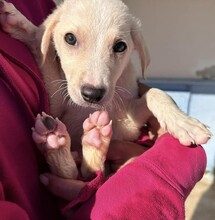 TOM, Hund, Mischlingshund in Weilburg - Bild 22