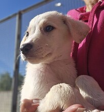 TOM, Hund, Mischlingshund in Weilburg - Bild 24