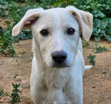 TOM, Hund, Mischlingshund in Weilburg - Bild 7