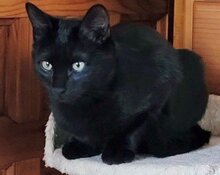 ONYX, Katze, Europäisch Kurzhaar in München - Bild 1