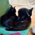 ONYX, Katze, Europäisch Kurzhaar in München - Bild 13