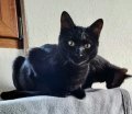 ONYX, Katze, Europäisch Kurzhaar in München - Bild 3