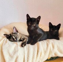 ONYX, Katze, Europäisch Kurzhaar in München - Bild 6