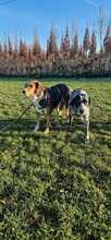 GIGA, Hund, Mischlingshund in Krefeld - Bild 11