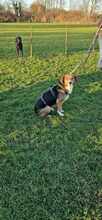 GIGA, Hund, Mischlingshund in Krefeld - Bild 12