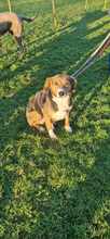 GIGA, Hund, Mischlingshund in Krefeld - Bild 13