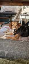 GIGA, Hund, Mischlingshund in Krefeld - Bild 14