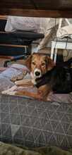 GIGA, Hund, Mischlingshund in Krefeld - Bild 15