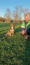 GIGA, Hund, Mischlingshund in Krefeld - Bild 16