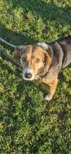 GIGA, Hund, Mischlingshund in Krefeld - Bild 6