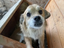 FIETE, Hund, Mischlingshund in Rumänien - Bild 1