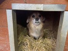 FIETE, Hund, Mischlingshund in Rumänien - Bild 2