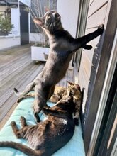 LACEY, Katze, Europäisch Kurzhaar in München - Bild 10