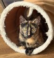 LACEY, Katze, Europäisch Kurzhaar in München - Bild 11