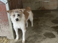 FRODO, Hund, Mischlingshund in Rumänien - Bild 1