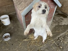 FRODO, Hund, Mischlingshund in Rumänien - Bild 2