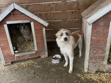 FRODO, Hund, Mischlingshund in Rumänien - Bild 3