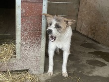 FRODO, Hund, Mischlingshund in Rumänien - Bild 4