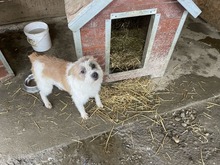 FRODO, Hund, Mischlingshund in Rumänien - Bild 6