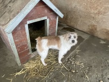 FRODO, Hund, Mischlingshund in Rumänien - Bild 8