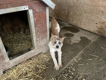 FRODO, Hund, Mischlingshund in Rumänien - Bild 9