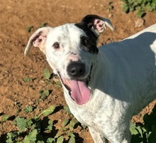 VASQUEZ, Hund, Ratonero Bodeguero Andaluz in Spanien - Bild 1