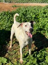 VASQUEZ, Hund, Ratonero Bodeguero Andaluz in Spanien - Bild 2