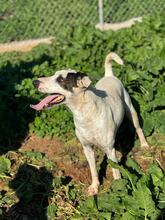 VASQUEZ, Hund, Ratonero Bodeguero Andaluz in Spanien - Bild 3