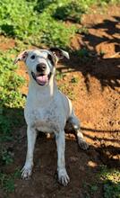 VASQUEZ, Hund, Ratonero Bodeguero Andaluz in Spanien - Bild 4